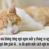 <p>Bạn có bị mất ngủ không? Tôi cũng từng như vậy. Hết xoay bên này, trở mình bên kia, tôi khát khao một giấc ngủ ngon, nhưng cứ thao thức. Giờ thì đã khác.</p>
